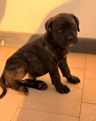 Cuccioli Cane Corso 