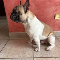 Bulldog francese monta
