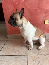 Bulldog francese monta