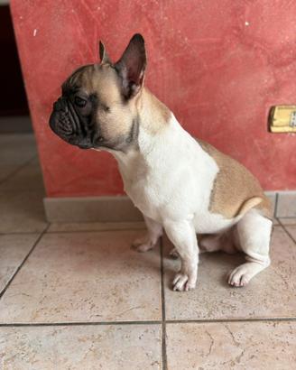 Bulldog francese monta