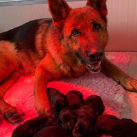 Cuccioli di pastore tedesco alta genealogia