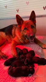 Cuccioli di pastore tedesco alta genealogia