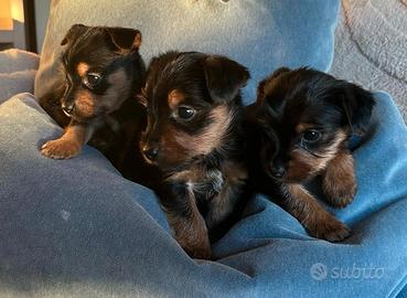 Piccoli cuccioli yorkymix