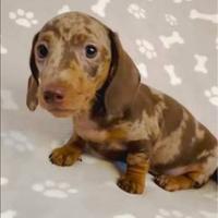 Cucciola di bassotto arlecchino