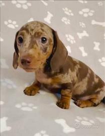 Cucciola di bassotto arlecchino