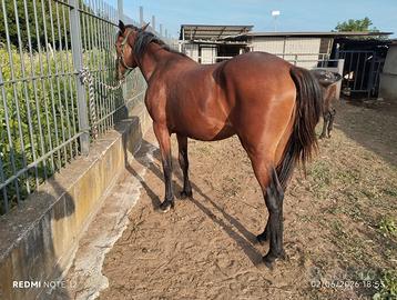Cavallo