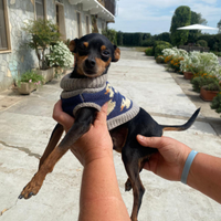 Pinscher nano per accoppiamento