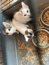 5 Gattini