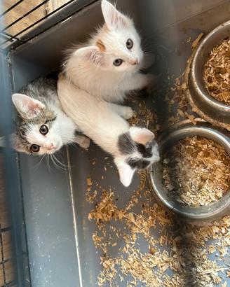 5 Gattini