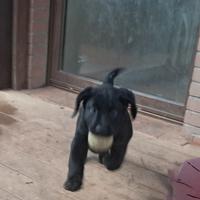 Cuccioli di labrador