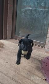 Cuccioli di labrador