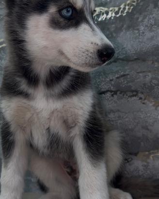 Husky