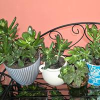 Albero di giada + 3 piantine grasse