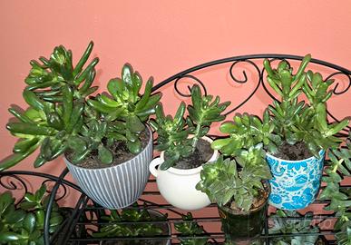 Albero di giada + 3 piantine grasse