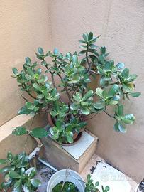 piante ornamentali 