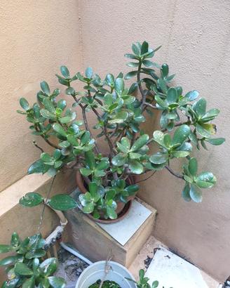 piante ornamentali 