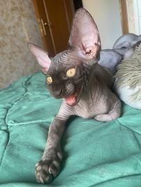 Sphynx canadese