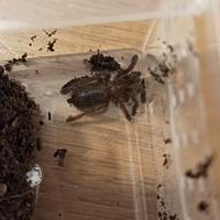 Pterinochilus murinus (migale)