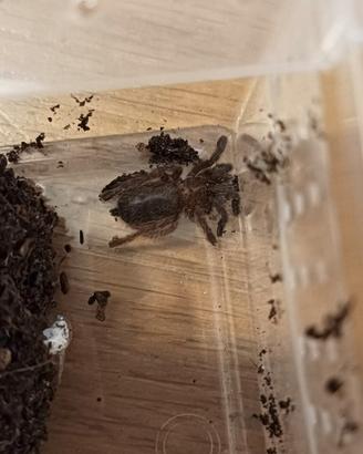 Pterinochilus murinus (migale)