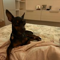 Pincher Pinscher Accoppiamento