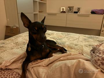 Pincher Pinscher Accoppiamento