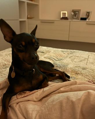 Pincher Pinscher Accoppiamento