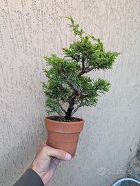 Juniperus Chinensis var. Itoigawa bonsai Ginepro