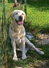 Labrador maschio