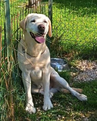 Labrador maschio