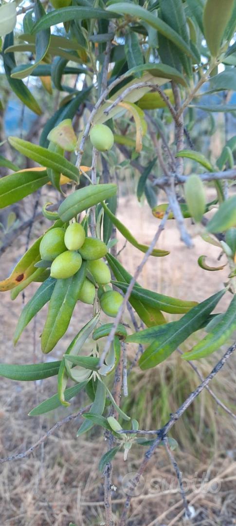 Terreno Trabia in zona di espanzione - Vista 2
