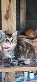 Maine Coon cuccioli con pedigree