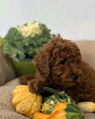 cuccioli barboncini toy red pronti 