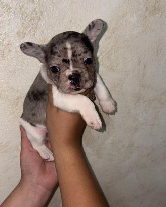 Cuccioli di bulldog francese