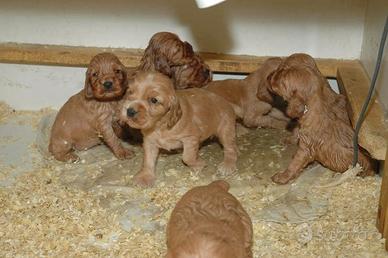 Cocker Spaniel Inglesi maschietti