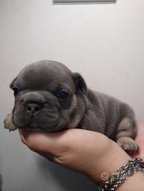 Cucciolo bulldog francese blu tan
