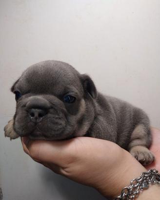 Cucciolo bulldog francese blu tan