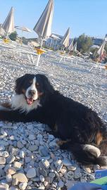 Leon disponibile per accoppiamento