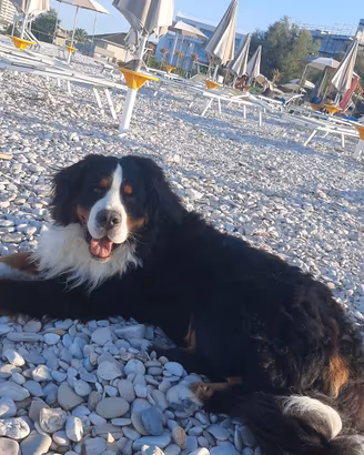 Leon disponibile per accoppiamento