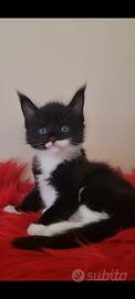 Maine Coon cucciolo