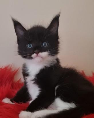 Maine Coon cucciolo