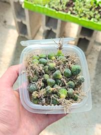 lotto piante grasse astrophytum 