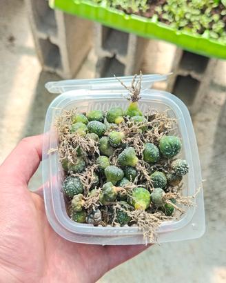 lotto piante grasse astrophytum 