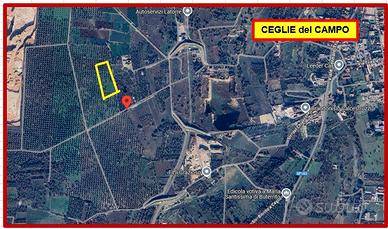 Terreno Agricolo con Ulivi e Mandorli - Ceglie Cam