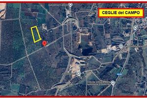 Terreno Agricolo con Ulivi e Mandorli - Ceglie Cam