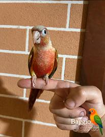 Pappagalli allevati a mano e non