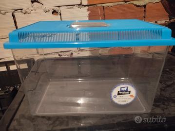 vaschetta pesciolini