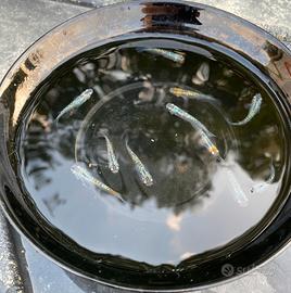 Medaka black lame miyuki