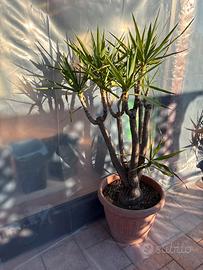 Piante Yucca