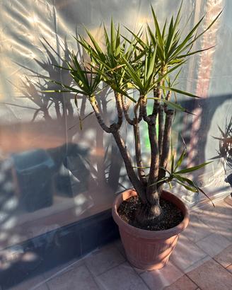 Piante Yucca