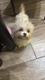 Maltipoo femminuccia